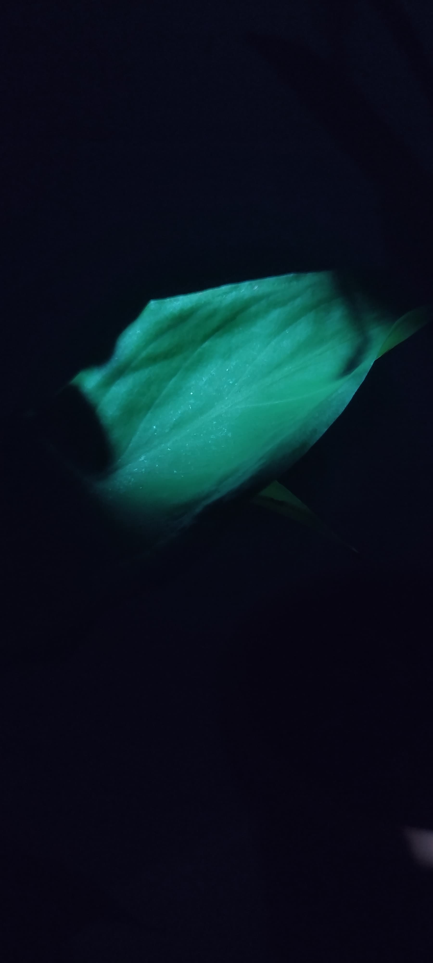 Portfólio Joyce - Imagem 1