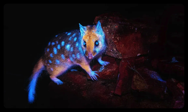Fotógrafo registra marsupial "brilhante" pela 1ª vez